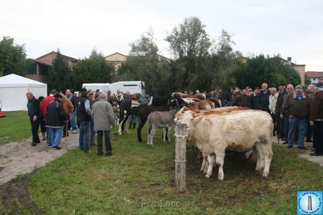 Fiera del Bestiame (25).JPG